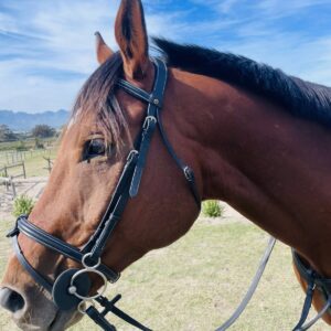 Indiana Premium Anatomical Padded Snaffle Bridle with Removable Flash