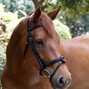 Indiana Padded Snaffle Bridle