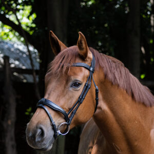 Indiana Signature - NEW Show Anatomical Removable Flash Bridle