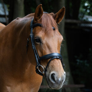NEW - Indiana Signature Pixel Bridle