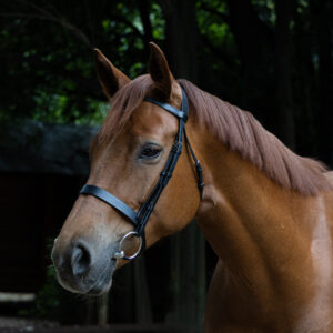 Indiana plain bridle with leather reins